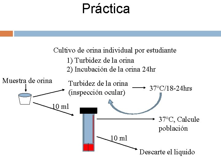 Práctica Cultivo de orina individual por estudiante 1) Turbidez de la orina 2) Incubación