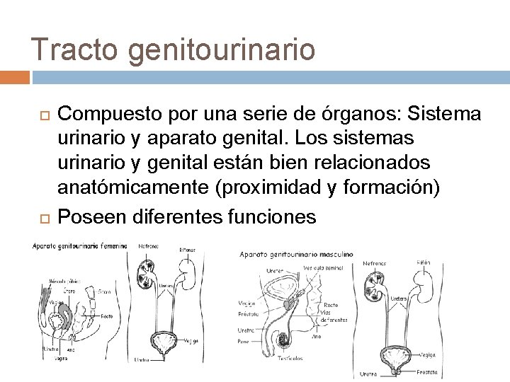 Tracto genitourinario Compuesto por una serie de órganos: Sistema urinario y aparato genital. Los