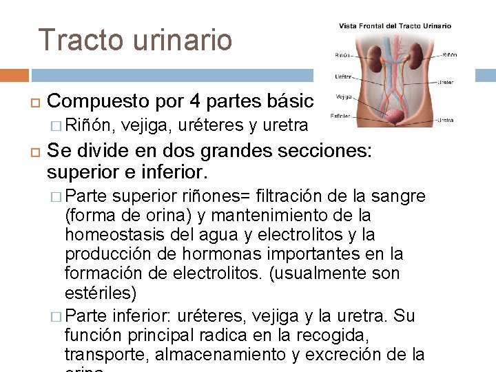 Tracto urinario Compuesto por 4 partes básicas: � Riñón, vejiga, uréteres y uretra Se