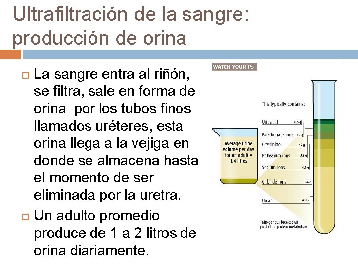 Ultrafiltración de la sangre: producción de orina La sangre entra al riñón, se filtra,