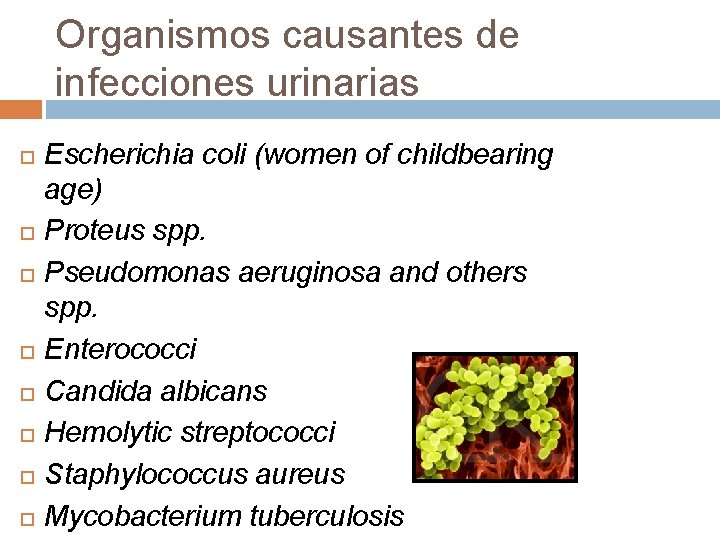 Organismos causantes de infecciones urinarias Escherichia coli (women of childbearing age) Proteus spp. Pseudomonas