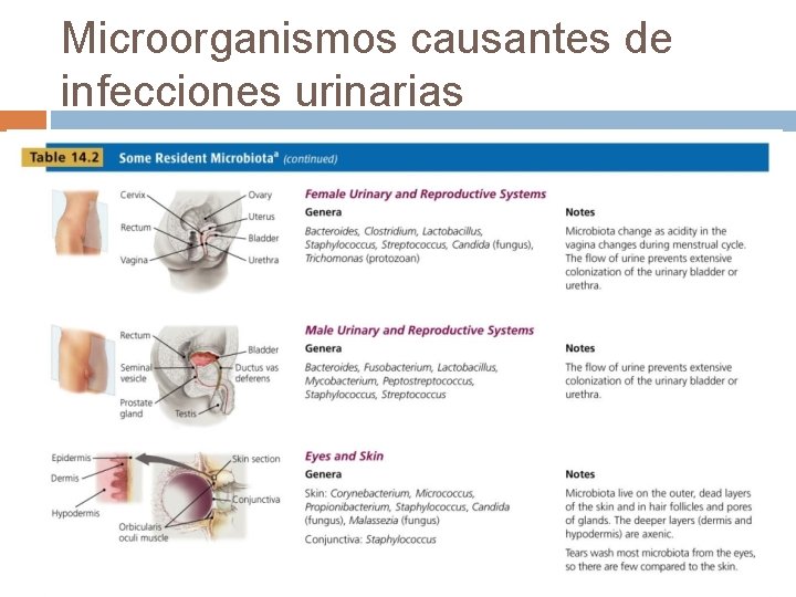 Microorganismos causantes de infecciones urinarias 