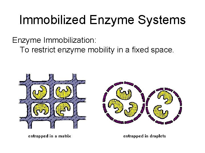 Immobilized Enzyme Systems Enzyme Immobilization: To restrict enzyme mobility in a fixed space. 