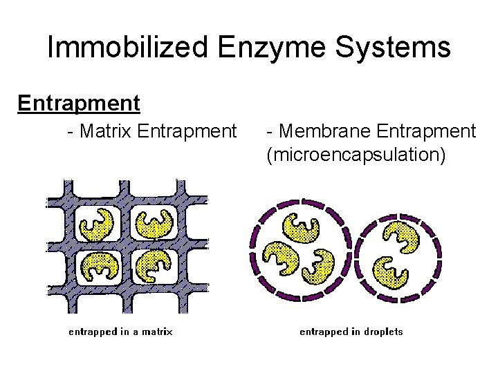 Immobilized Enzyme Systems Entrapment - Matrix Entrapment - Membrane Entrapment (microencapsulation) 