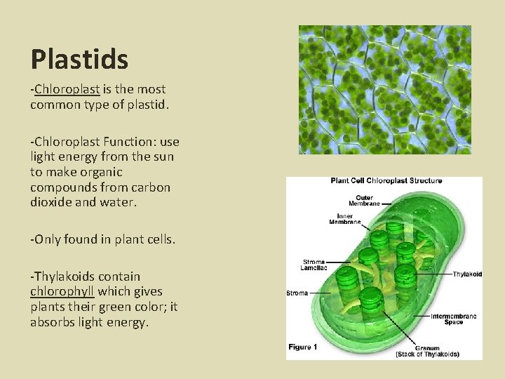 Plastids -Chloroplast is the most common type of plastid. -Chloroplast Function: use light energy