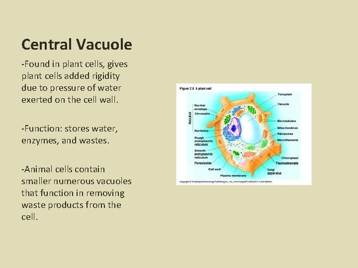 Central Vacuole -Found in plant cells, gives plant cells added rigidity due to pressure