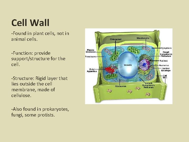 Cell Wall -Found in plant cells, not in animal cells. -Function: provide support/structure for