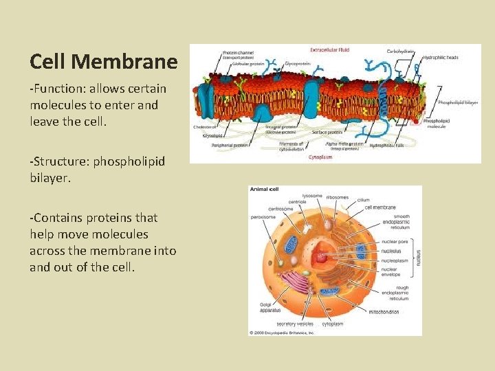 Cell Membrane -Function: allows certain molecules to enter and leave the cell. -Structure: phospholipid