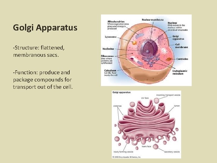 Golgi Apparatus -Structure: flattened, membranous sacs. -Function: produce and package compounds for transport out