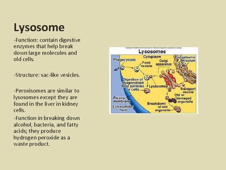 Lysosome -Function: contain digestive enzymes that help break down large molecules and old cells.