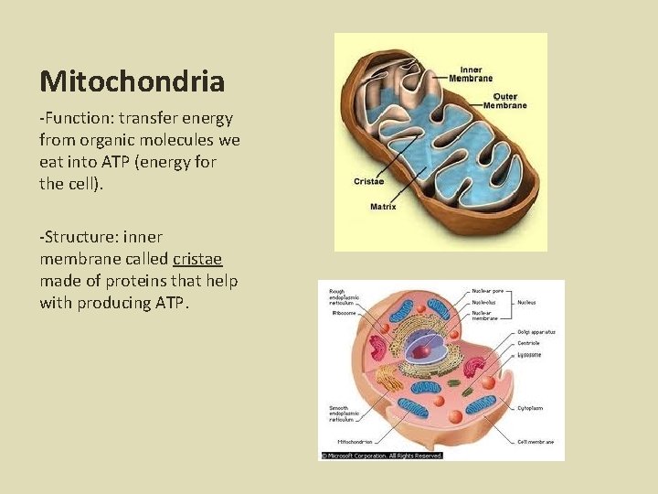 Mitochondria -Function: transfer energy from organic molecules we eat into ATP (energy for the