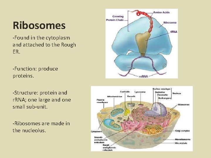 Ribosomes -Found in the cytoplasm and attached to the Rough ER. -Function: produce proteins.