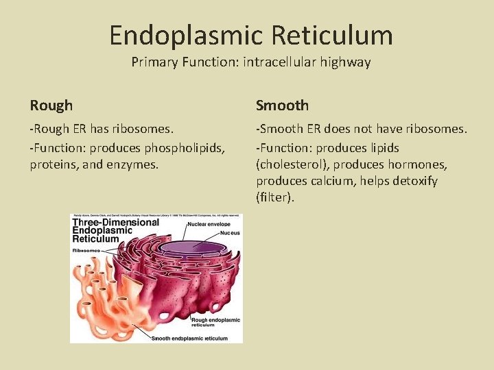 Endoplasmic Reticulum Primary Function: intracellular highway Rough Smooth -Rough ER has ribosomes. -Function: produces