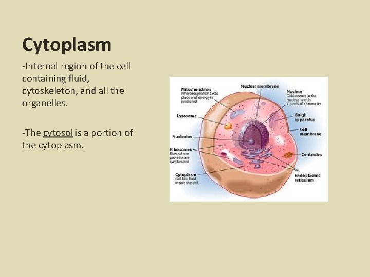 Cytoplasm -Internal region of the cell containing fluid, cytoskeleton, and all the organelles. -The