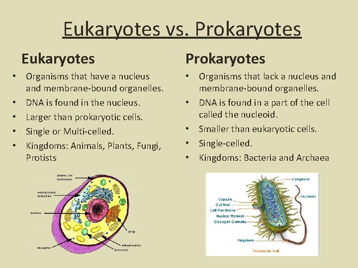 Eukaryotes vs. Prokaryotes Eukaryotes • Organisms that have a nucleus and membrane-bound organelles. •
