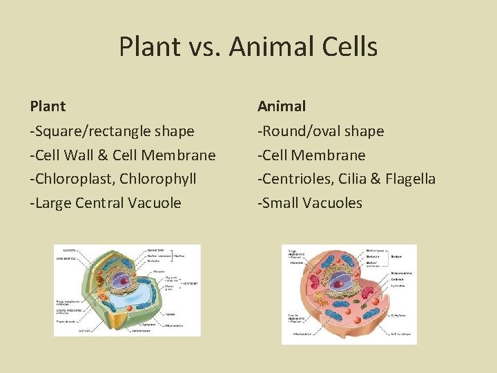 Plant vs. Animal Cells Plant -Square/rectangle shape -Cell Wall & Cell Membrane -Chloroplast, Chlorophyll
