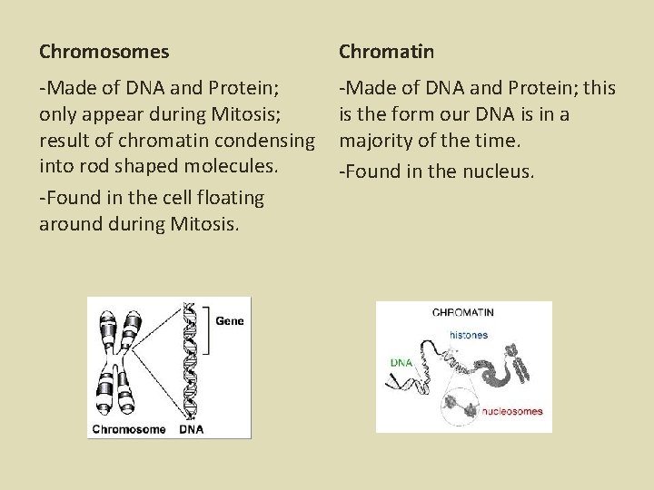 Chromosomes Chromatin -Made of DNA and Protein; only appear during Mitosis; result of chromatin