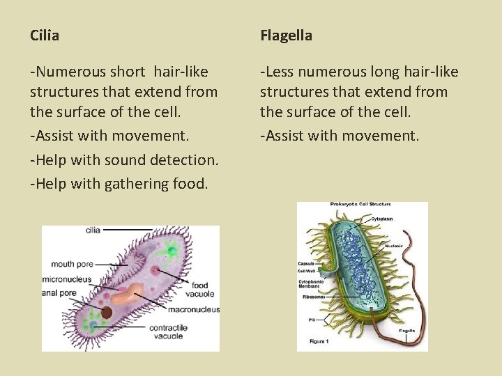 Cilia Flagella -Numerous short hair-like structures that extend from the surface of the cell.