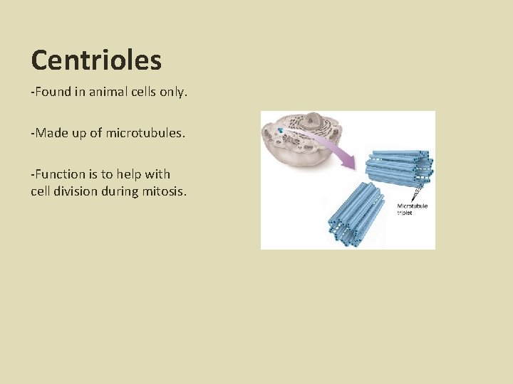 Centrioles -Found in animal cells only. -Made up of microtubules. -Function is to help