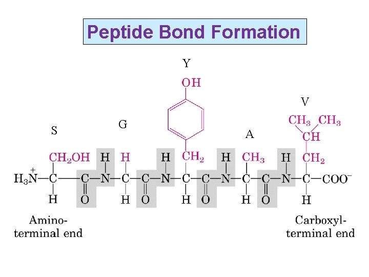 Peptide Bond Formation Y V S G A 