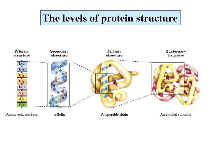 The levels of protein structure 