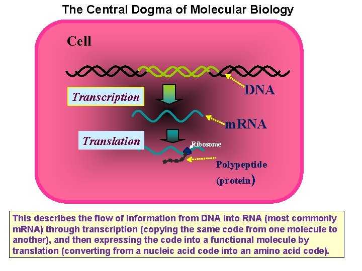 The Central Dogma of Molecular Biology Cell DNA Transcription m. RNA Translation Ribosome Polypeptide