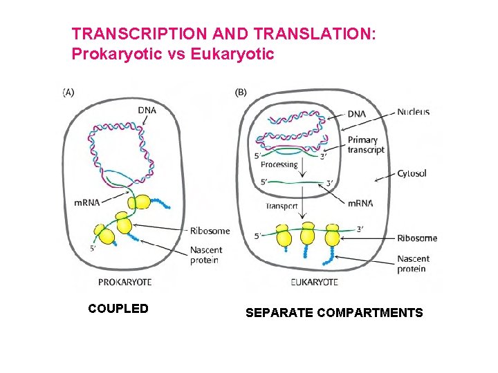 TRANSCRIPTION AND TRANSLATION: Prokaryotic vs Eukaryotic COUPLED SEPARATE COMPARTMENTS 