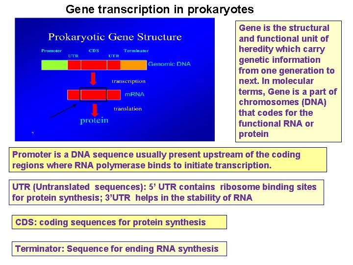 Gene transcription in prokaryotes Gene is the structural and functional unit of heredity which