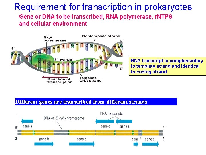 Requirement for transcription in prokaryotes Gene or DNA to be transcribed, RNA polymerase, r.