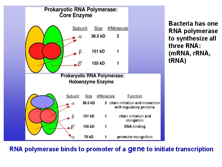 Bacteria has one RNA polymerase to synthesize all three RNA: (m. RNA, r. RNA,