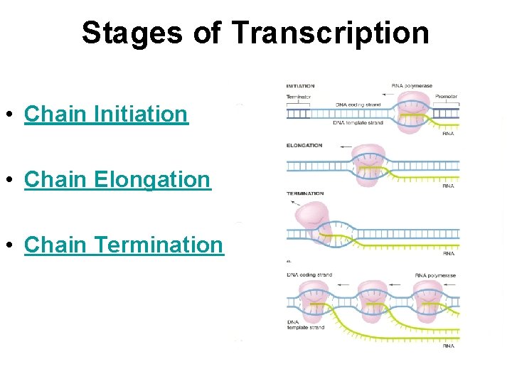 Stages of Transcription • Chain Initiation • Chain Elongation • Chain Termination 