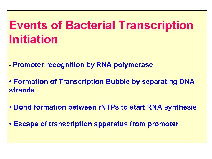 Events of Bacterial Transcription Initiation • Promoter recognition by RNA polymerase • Formation of