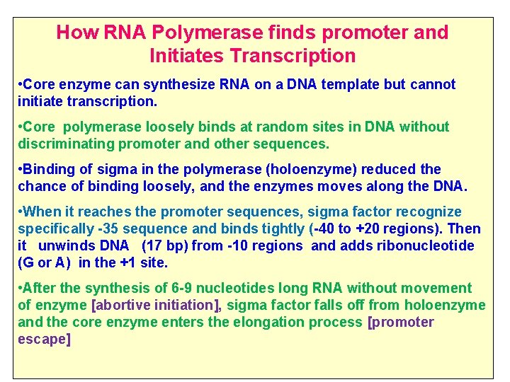 How RNA Polymerase finds promoter and Initiates Transcription • Core enzyme can synthesize RNA