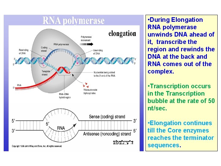  • During Elongation RNA polymerase unwinds DNA ahead of it, transcribe the region