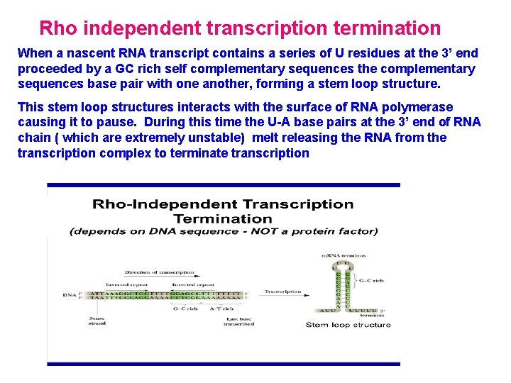 Rho independent transcription termination When a nascent RNA transcript contains a series of U