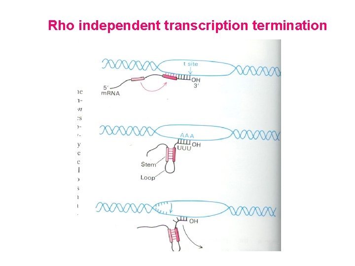 Rho independent transcription termination 