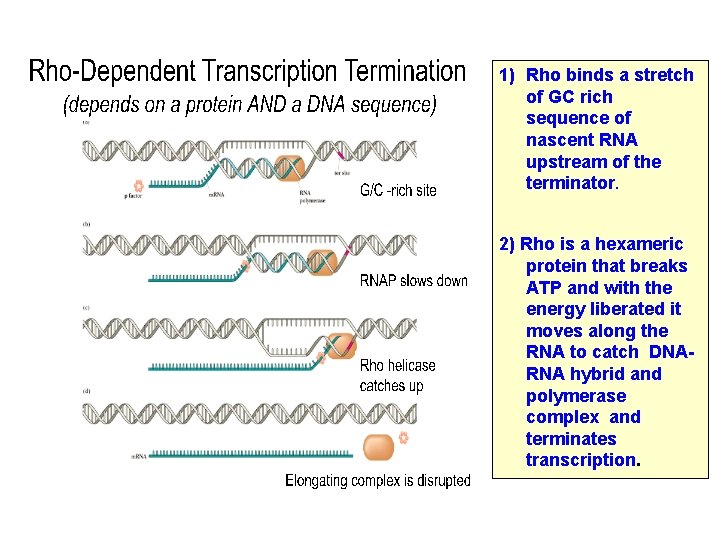 1) Rho binds a stretch of GC rich sequence of nascent RNA upstream of