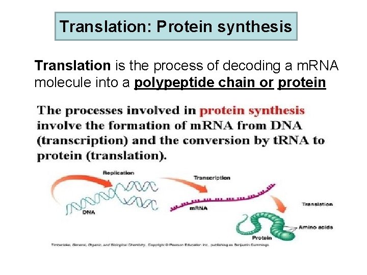 Translation: Protein synthesis Translation is the process of decoding a m. RNA molecule into