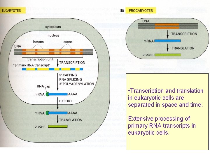  • Transcription and translation in eukaryotic cells are separated in space and time.