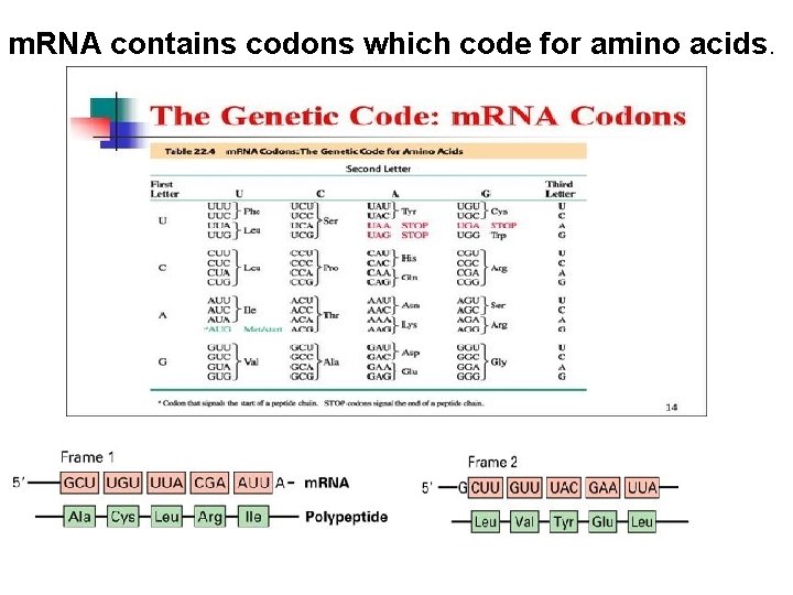 m. RNA contains codons which code for amino acids. 