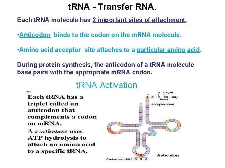 t. RNA - Transfer RNA. Each t. RNA molecule has 2 important sites of