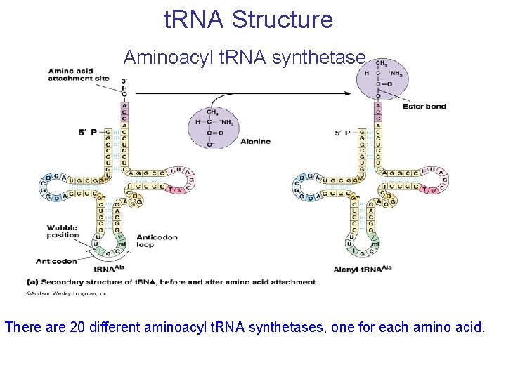 t. RNA Structure Aminoacyl t. RNA synthetase There are 20 different aminoacyl t. RNA