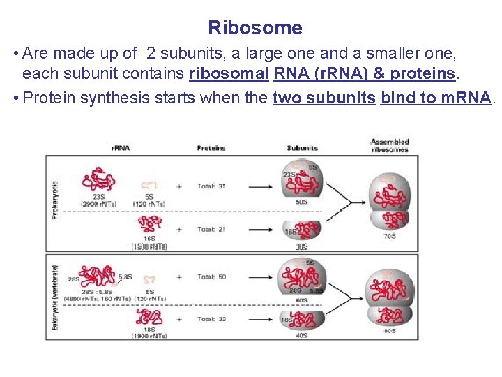 Ribosome • Are made up of 2 subunits, a large one and a smaller
