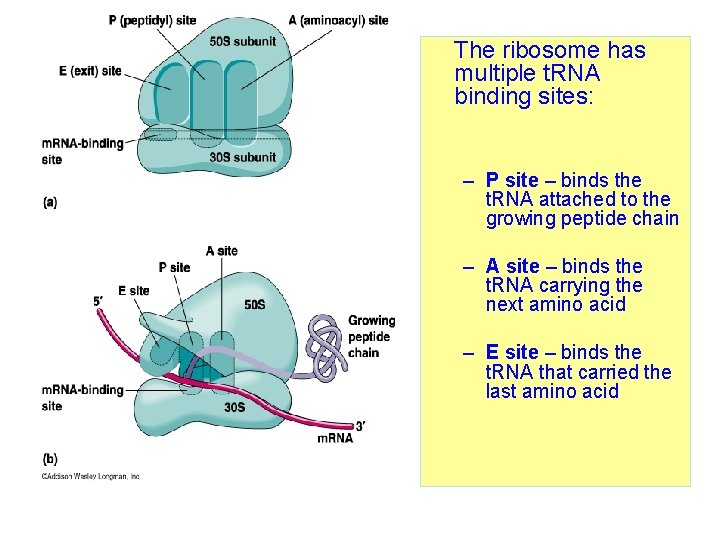 The ribosome has multiple t. RNA binding sites: – P site – binds the