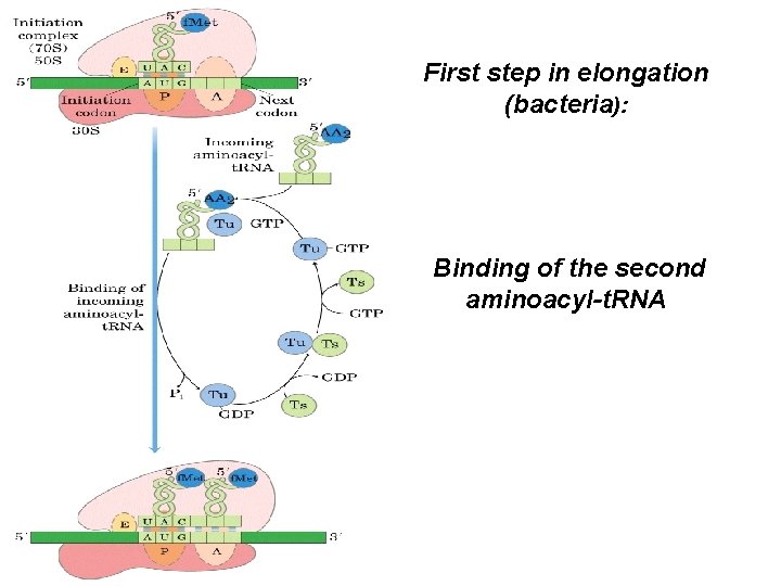 First step in elongation (bacteria): Binding of the second aminoacyl-t. RNA 