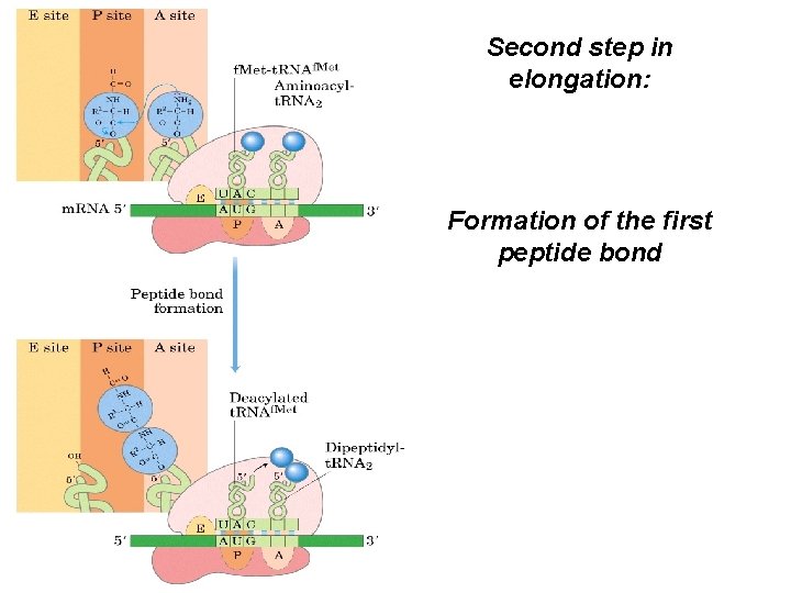 Second step in elongation: Formation of the first peptide bond 