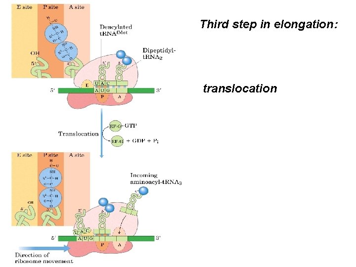 Third step in elongation: translocation 