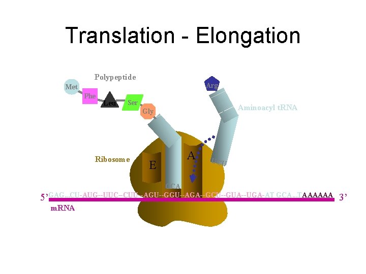 Translation - Elongation Polypeptide Arg Met Phe Leu Ser Aminoacyl t. RNA Gly Ribosome
