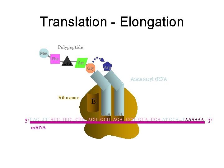 Translation - Elongation Polypeptide Met Phe Leu Ser Gly Arg Aminoacyl t. RNA Ribosome