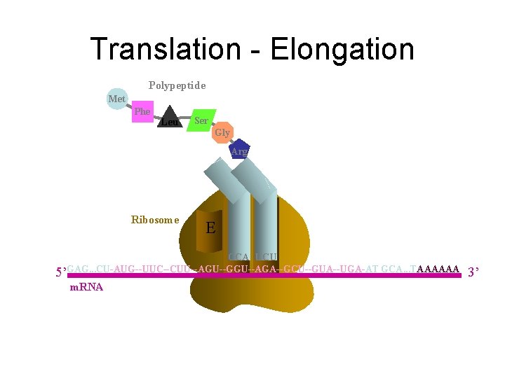 Translation - Elongation Polypeptide Met Phe Leu Ser Gly Arg Ribosome E P A